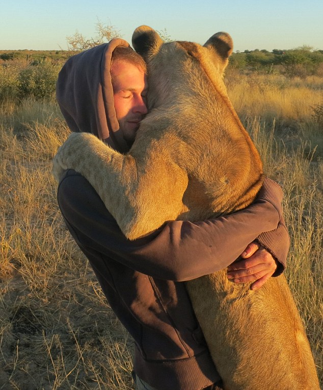 The lion hugger